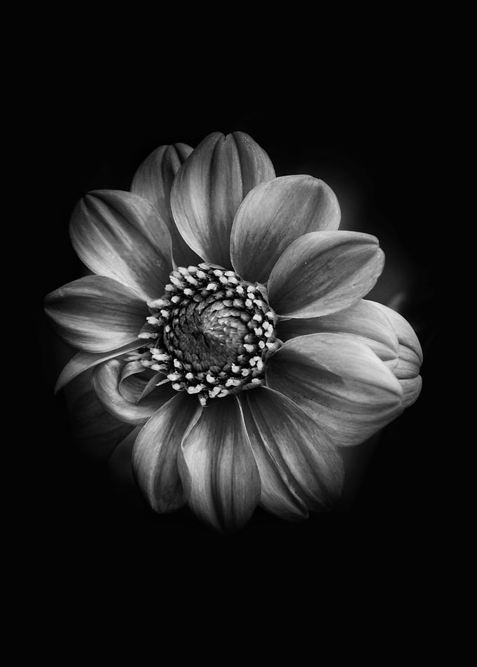 Black and White Dahlia Flower