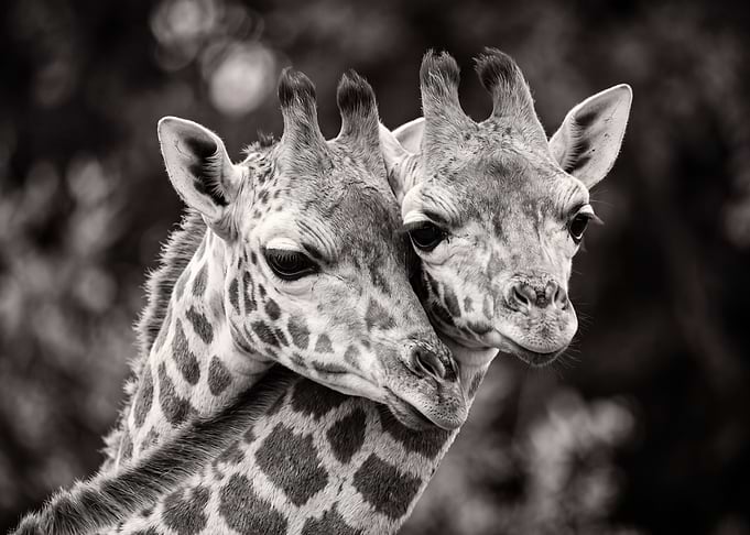 Affectionate Giraffes in Black and White