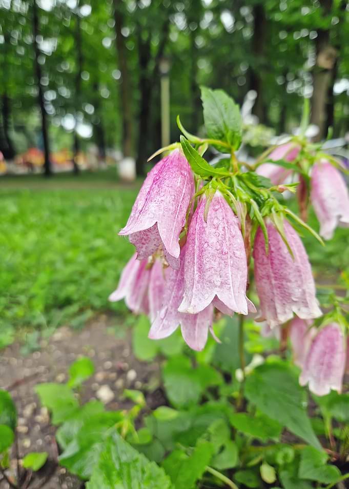 Dewy Pink Bellflowers in Garden
