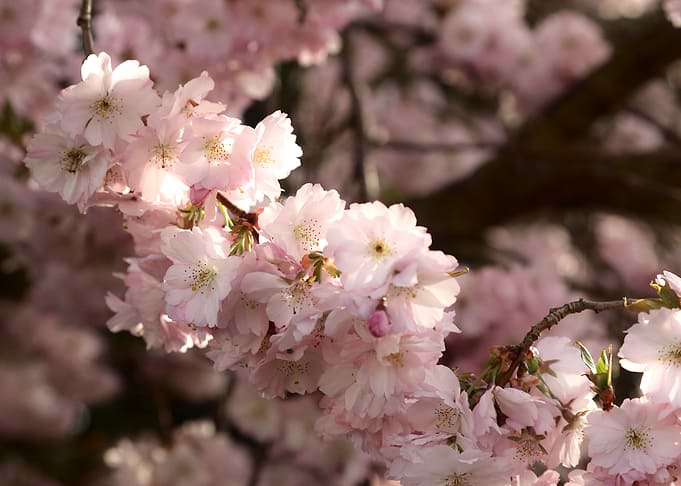 Soft Pink Cherry Blossom Branches