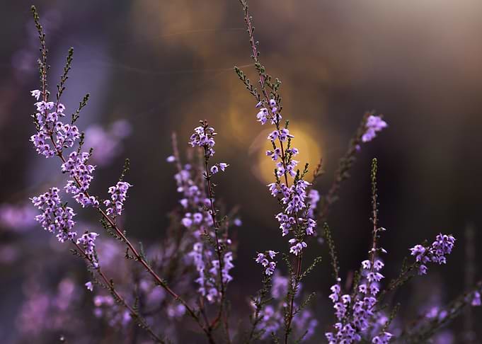 Delicate Purple Heather Flowers