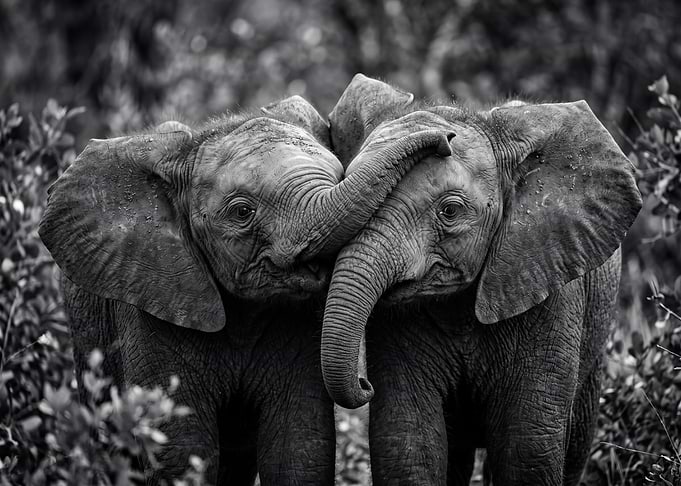 Two Baby Elephants Interacting