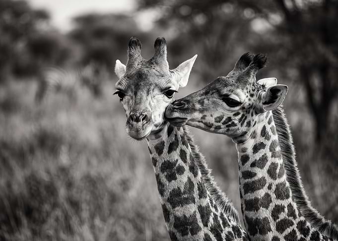 Two Giraffes Nuzzling in Black and White