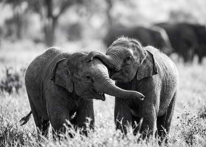 Playful Baby Elephants in Nature