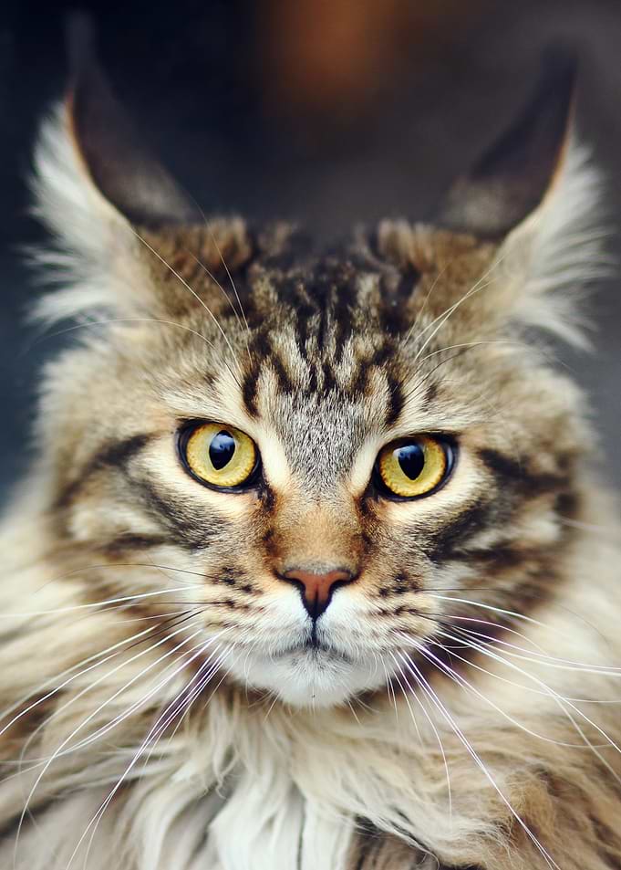 Close-up Portrait of a Maine Coon