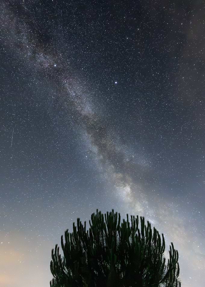 Milky Way Galaxy Above Pine Tree