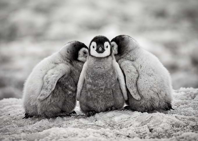 Three Fluffy Emperor Penguin Chicks