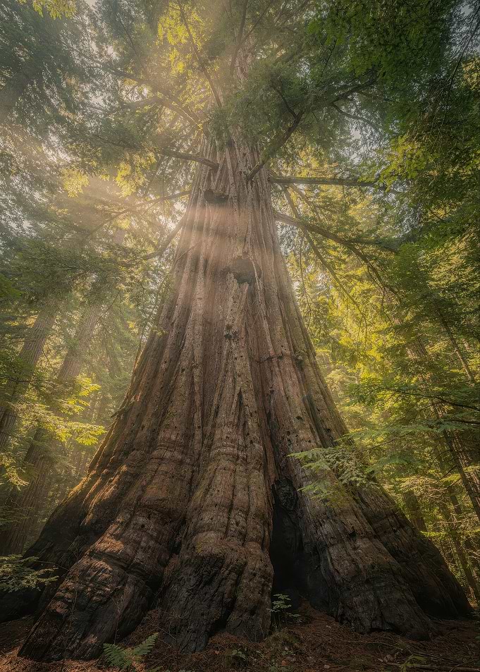 Majestic Ancient Redwood Forest Tree