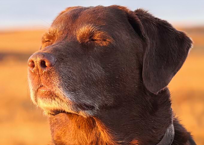 Meditation Dog Meme