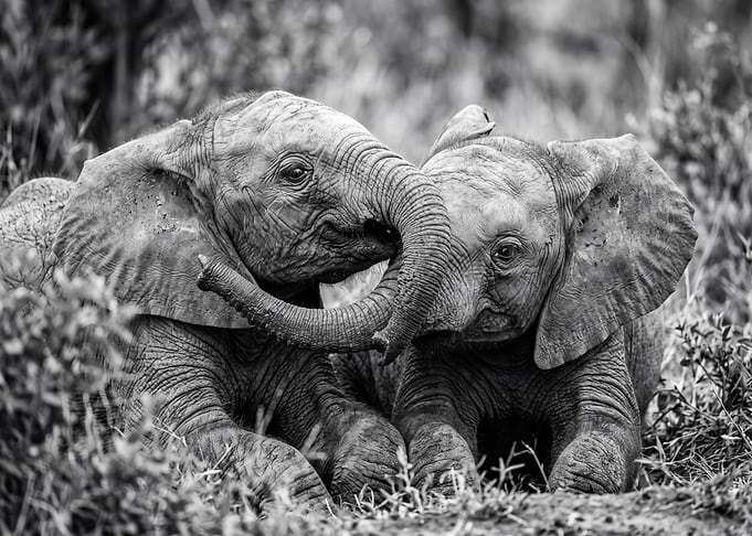 Two Baby Elephants Interacting