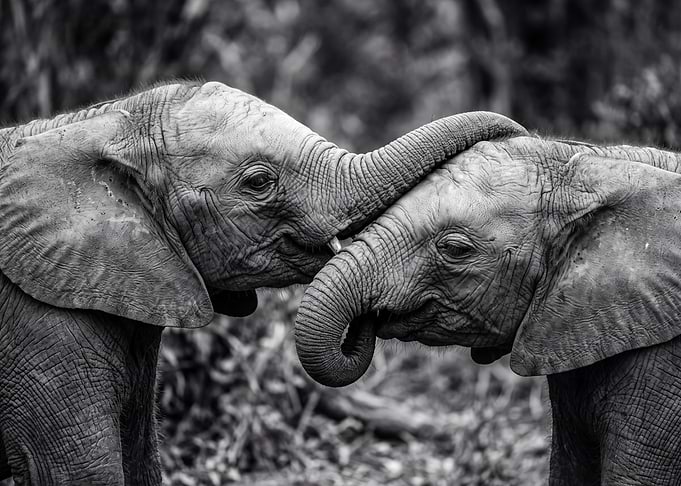 Two Baby Elephants Interacting