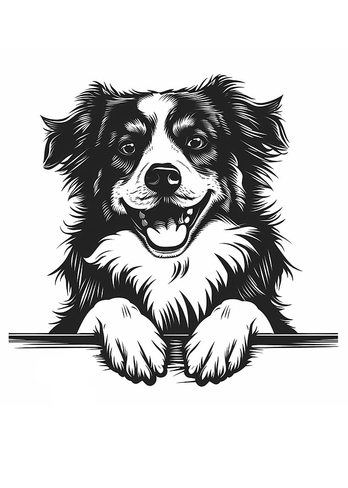 Black and White Border Collie Illustration