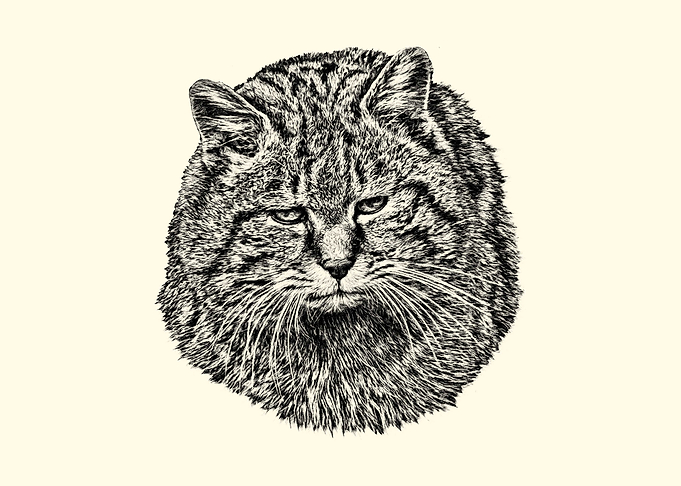 Detailed Sketch of a Wildcat