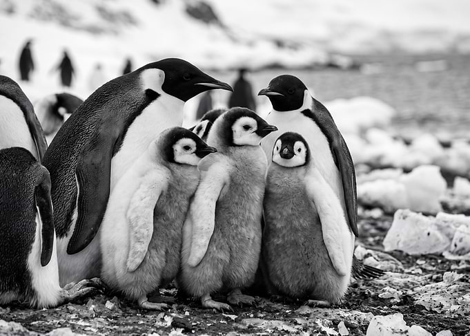 Emperor Penguin Family in Antarctica