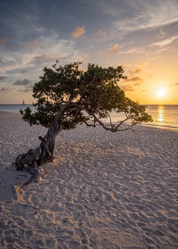 Divi Tree on Aruba Beach