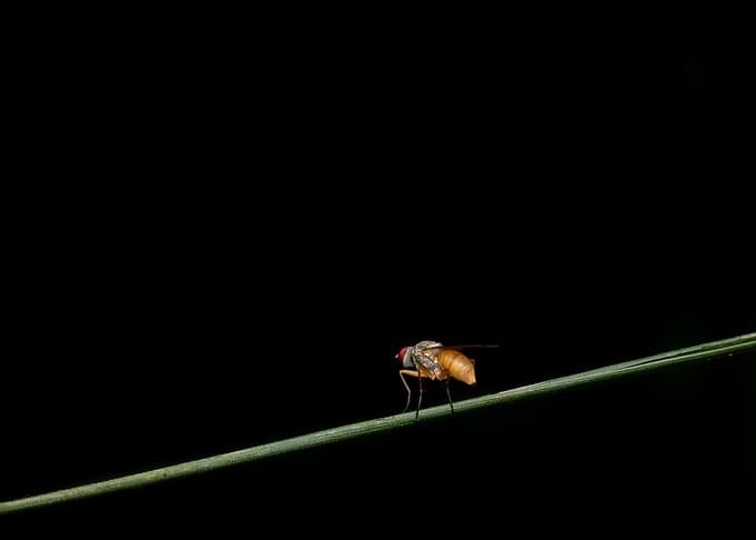 Small fly on a green stem