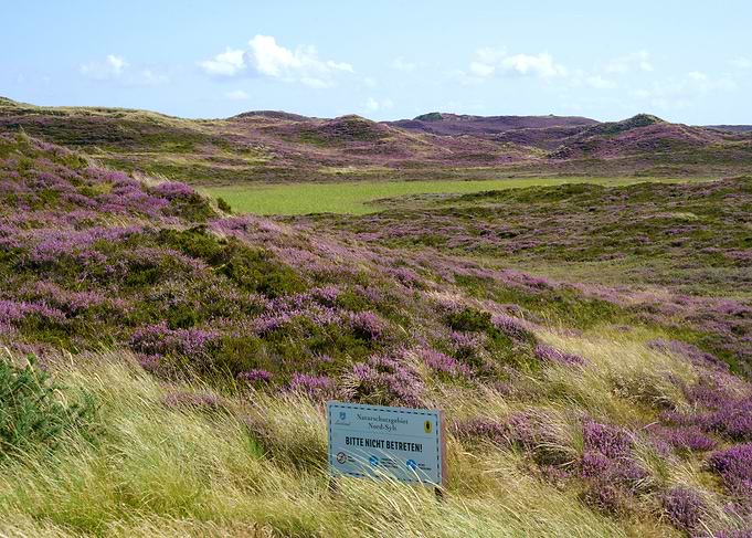 Blooming Heather Landscape on Sylt Germany