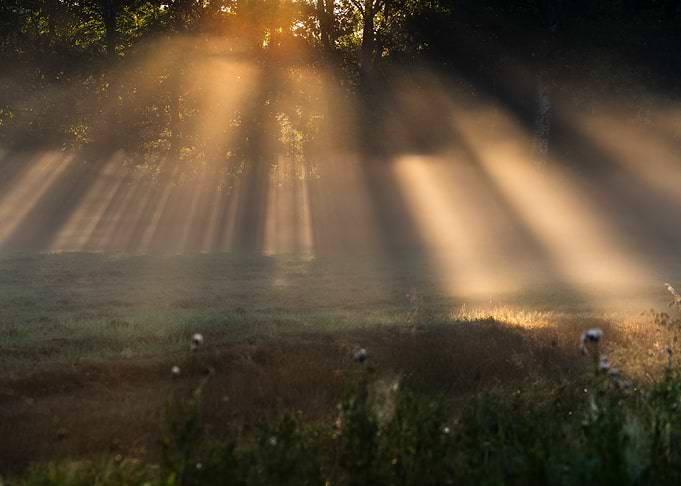 Golden Sunbeams Piercing Morning Mist