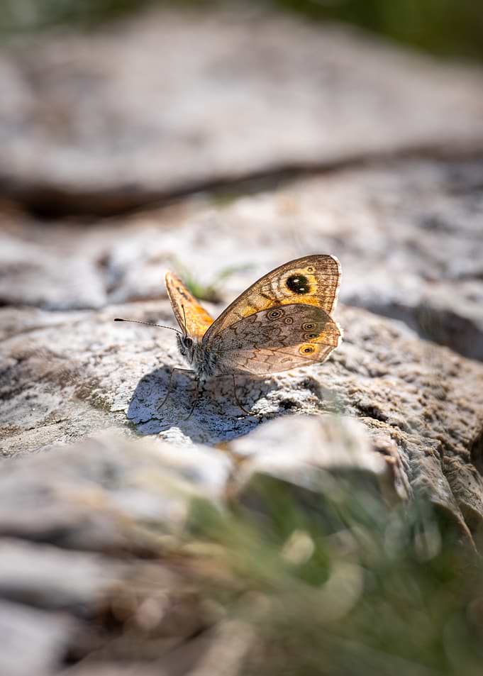 Wall Brown Butterfly on Rock
