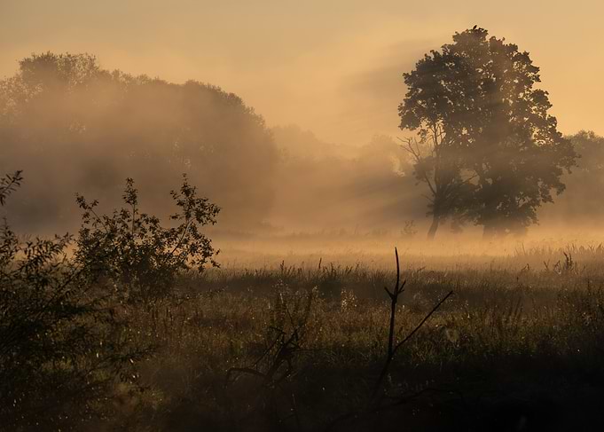 Misty Morning Landscape with Trees