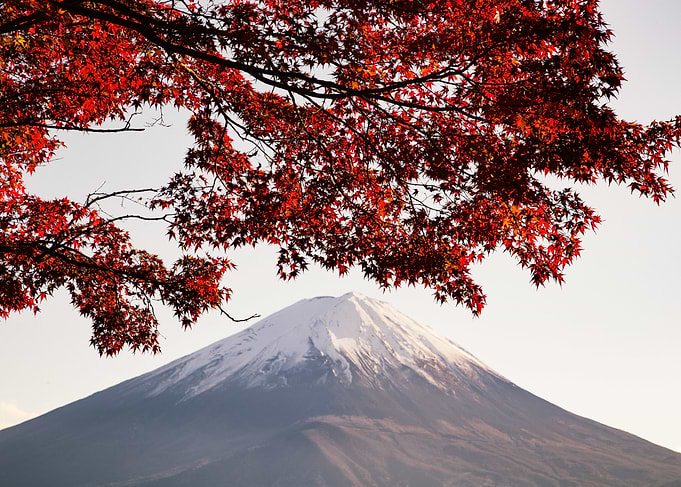 Mount Fuji with Autumn Maple Leaves