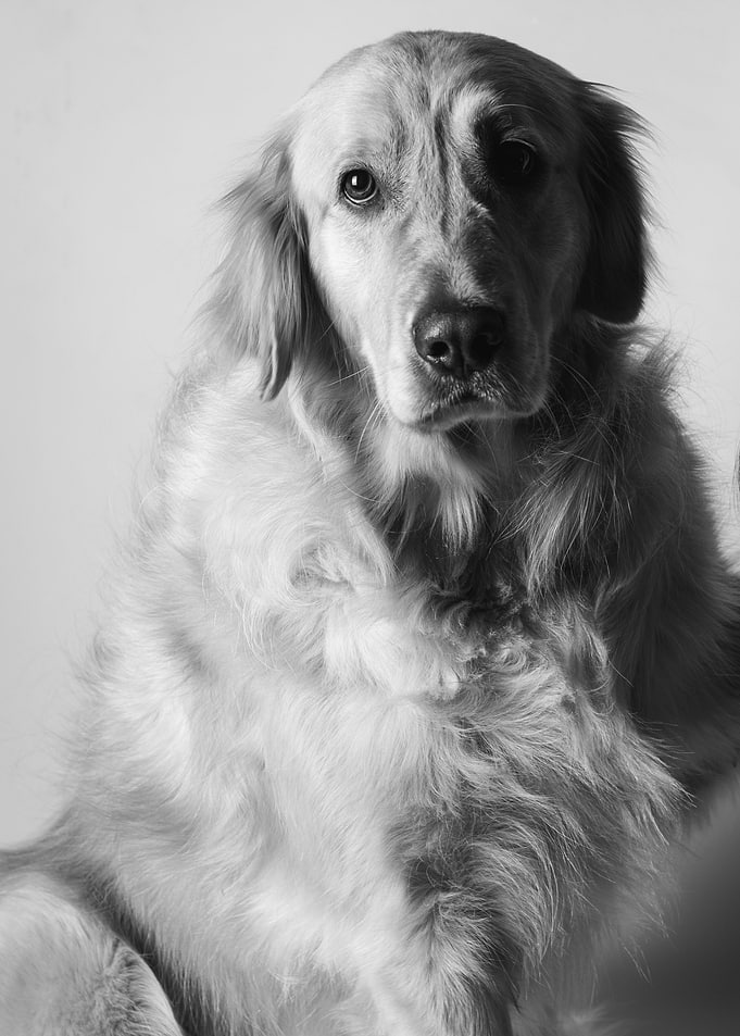 Portrait of a Golden Retriever