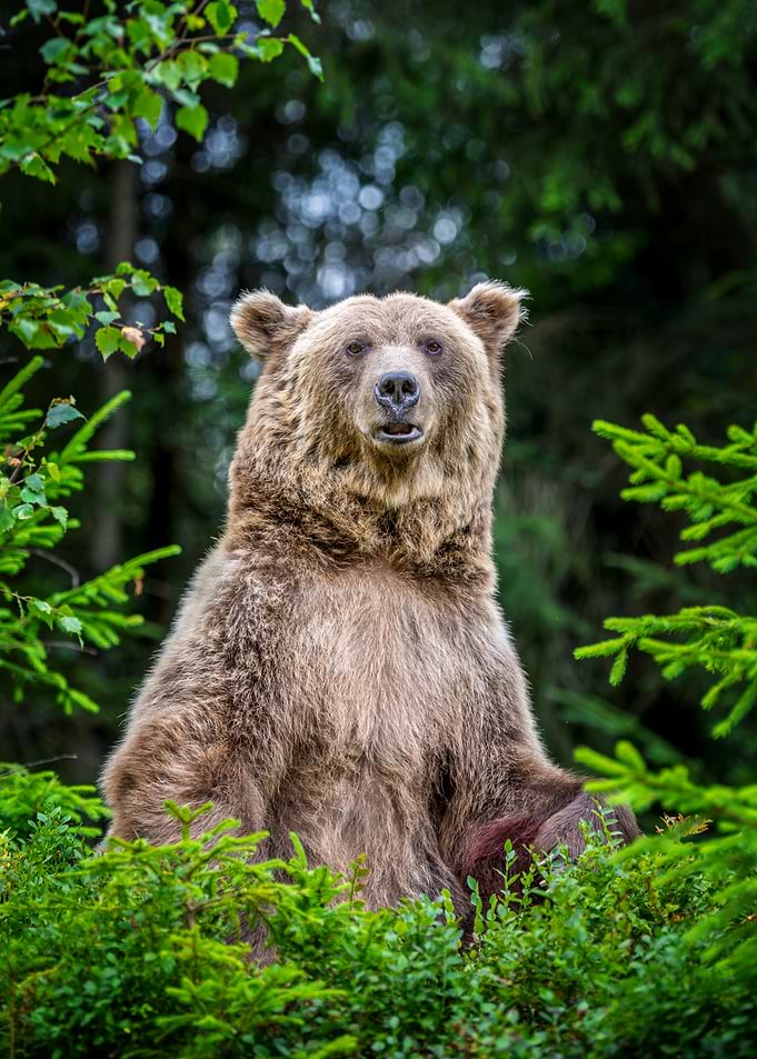 Majestic Brown Bear in Forest