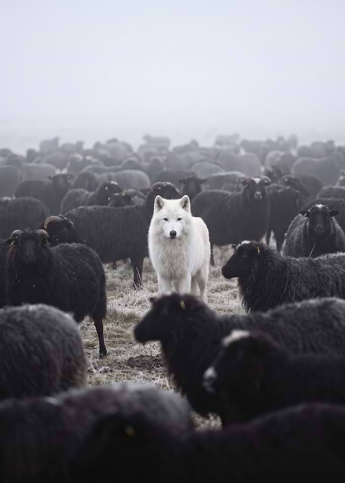 White Wolf Among Black Sheep