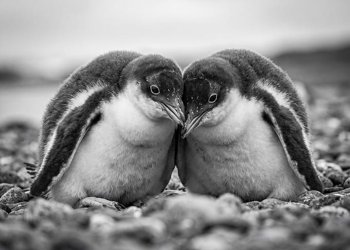 Two Penguin Chicks Cuddling