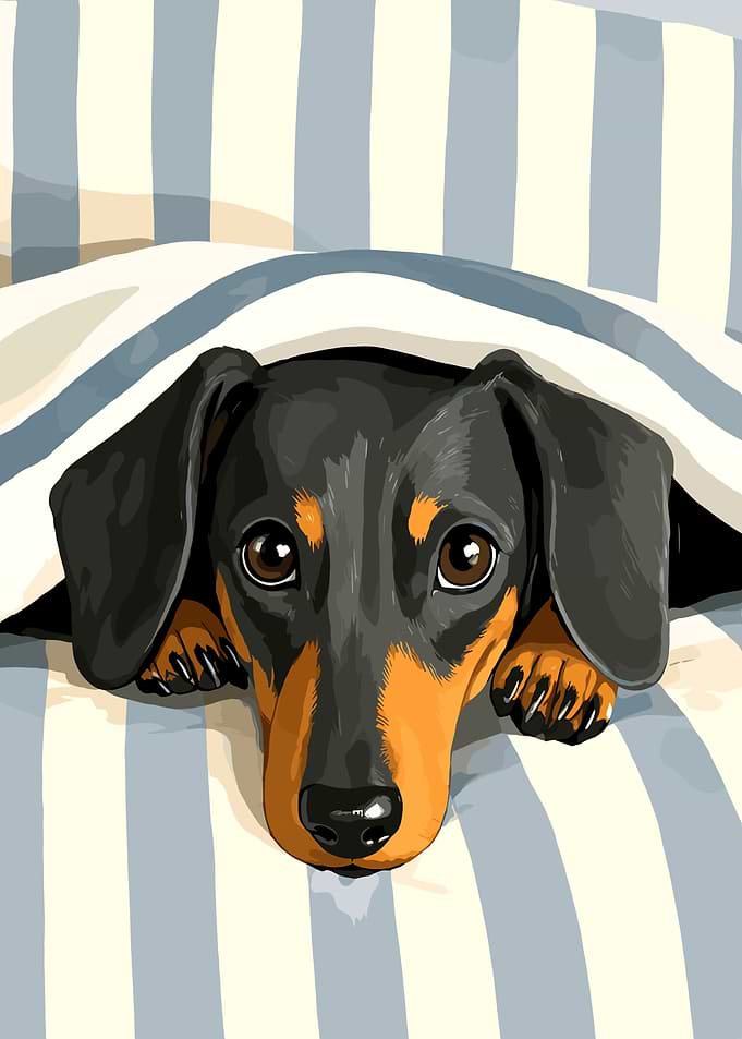 dog Dachshund Under Striped Blanket