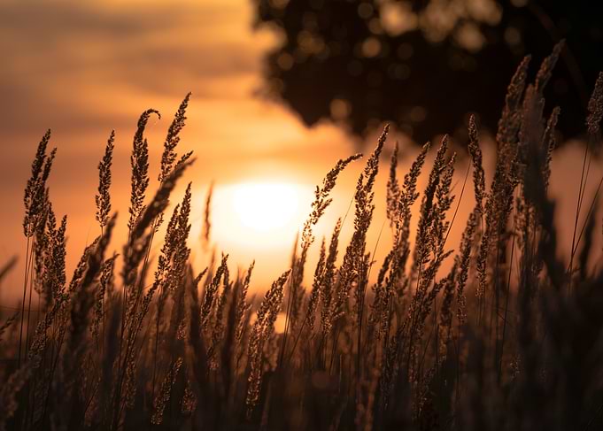 Golden Hour Grass Silhouette