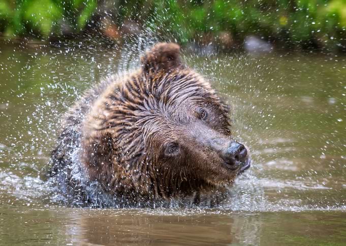 Brown Bear Shaking Off Water