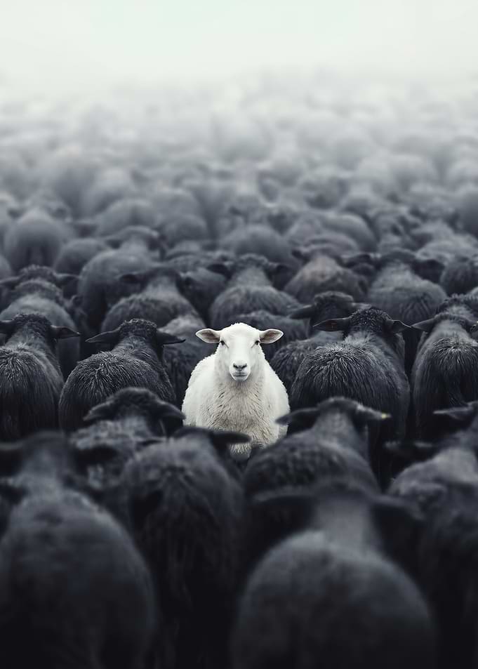 Lone White Sheep in Black Flock