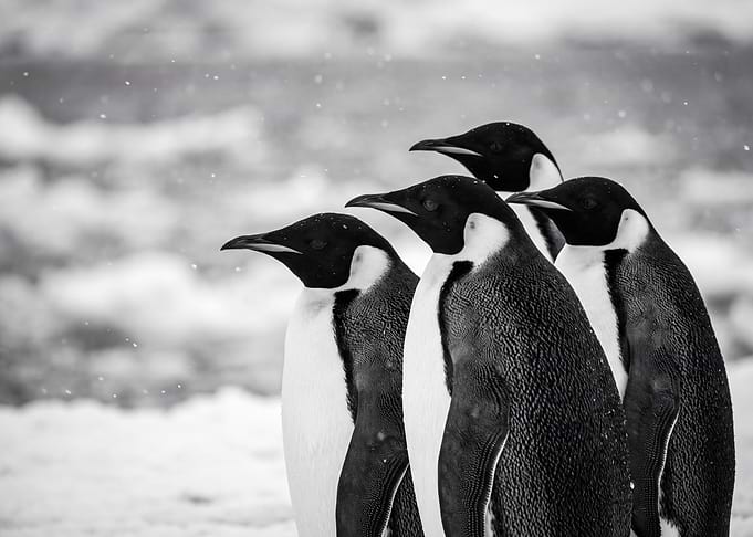Emperor Penguins in Snowy Antarctica