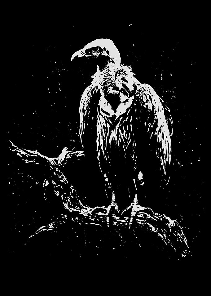 Black and White Vulture Illustration