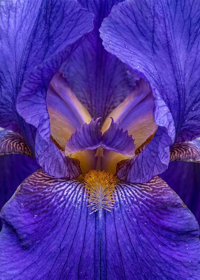Close-up of a Vibrant Purple Iris