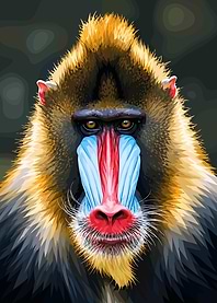Vibrant Mandrill Portrait Illustration