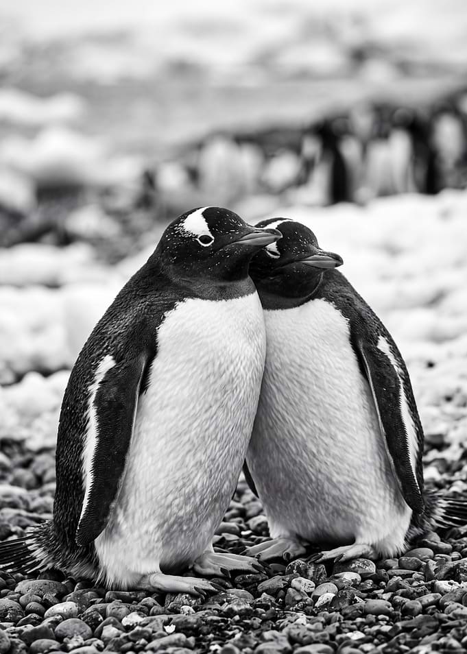 Two Gentoo Penguins Standing Together