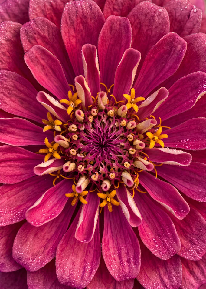 Macro Close-up of Vibrant Pink Zinnia
