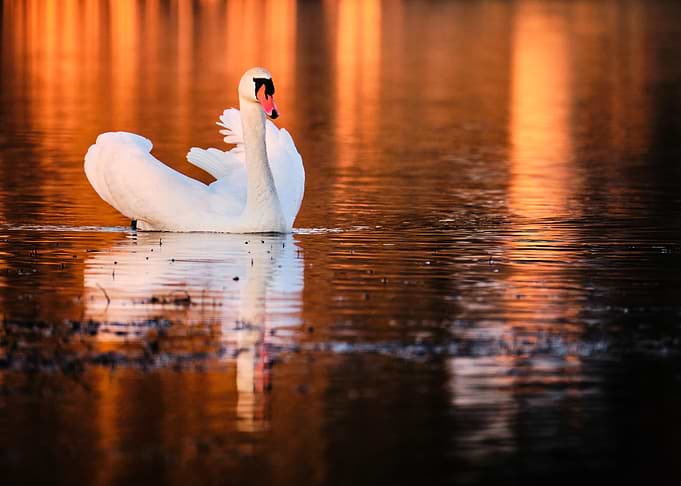 Graceful Swan on Golden Water