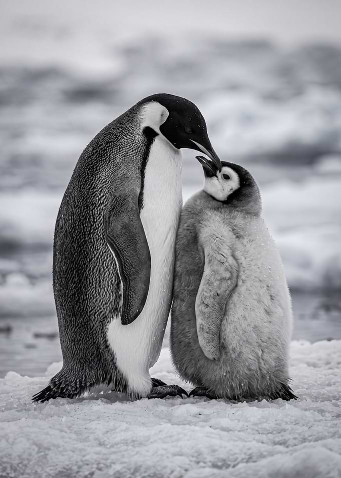 Emperor Penguin Parent and Chick