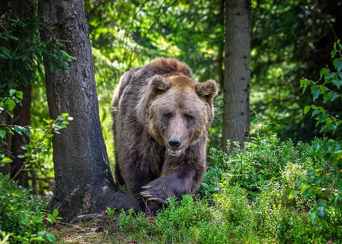 Brown Bear Walking in Forest