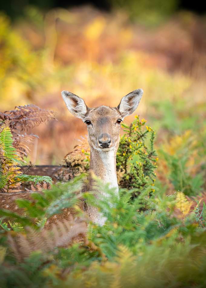 Fallow Deer in Autumn Foliage