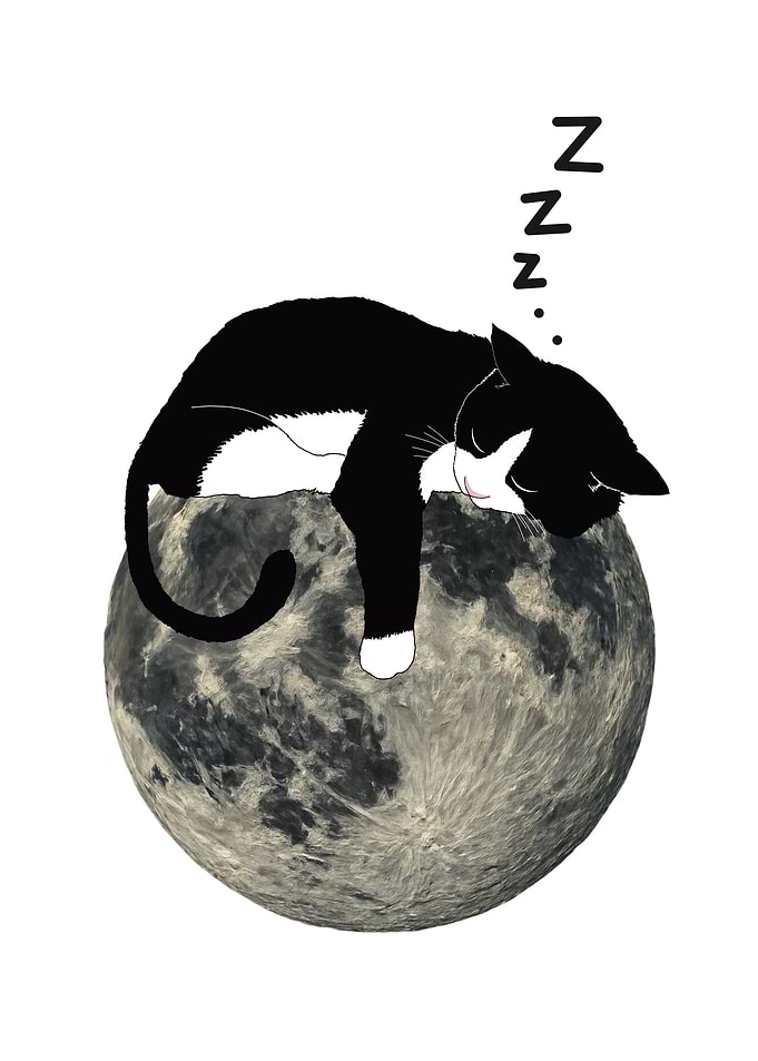 Black and White Cat Sleeping on Moon