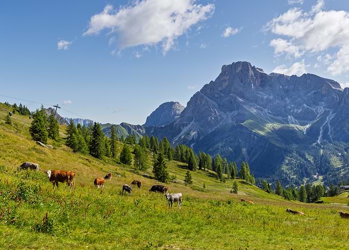 Cows Grazing in Alpine Meadow - Cima Tognola - Italy