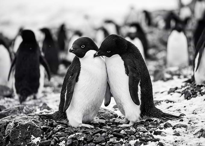 Two Adélie Penguins Cuddling