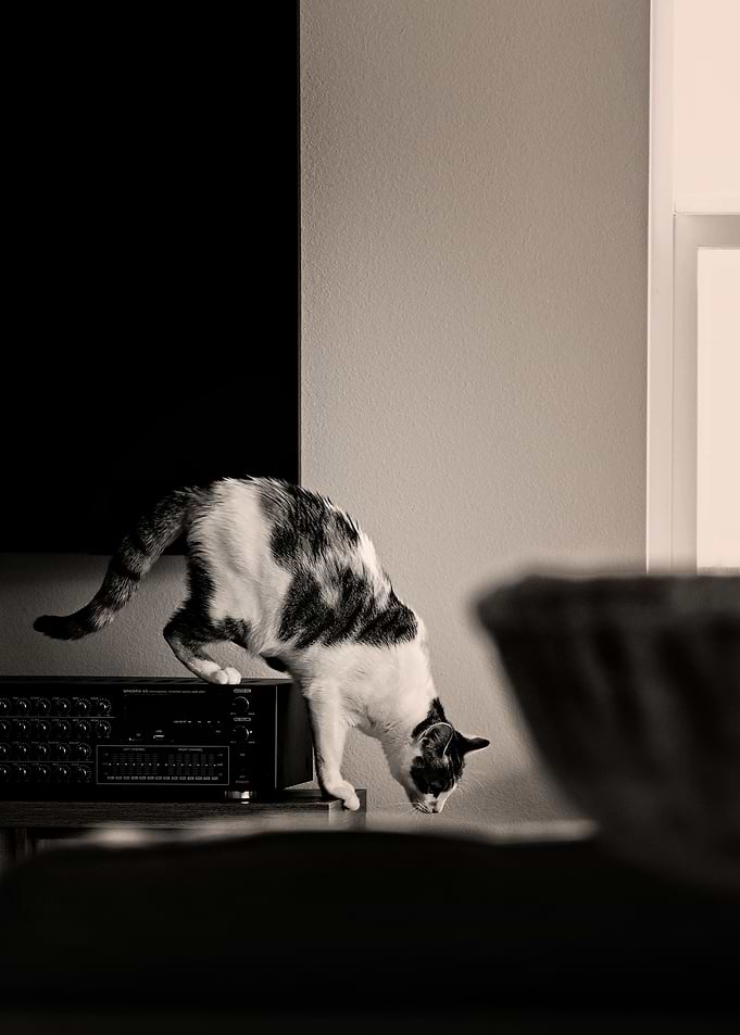 Cat balancing on electronic equipment