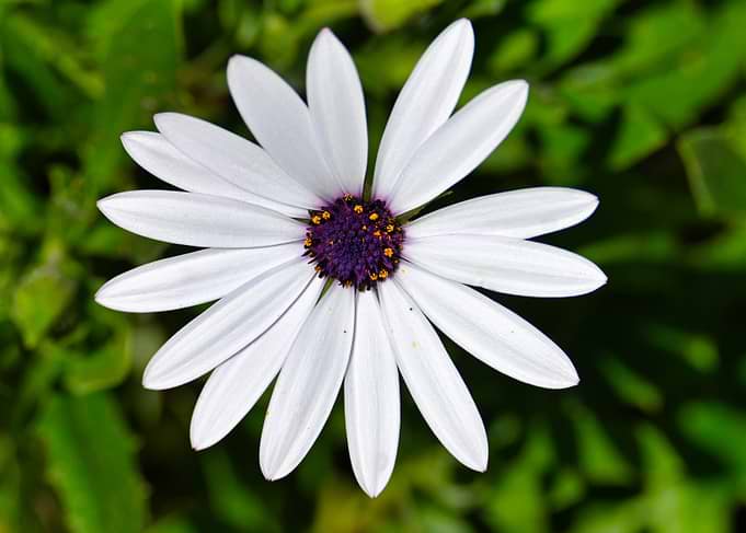 White African Daisy Flower
