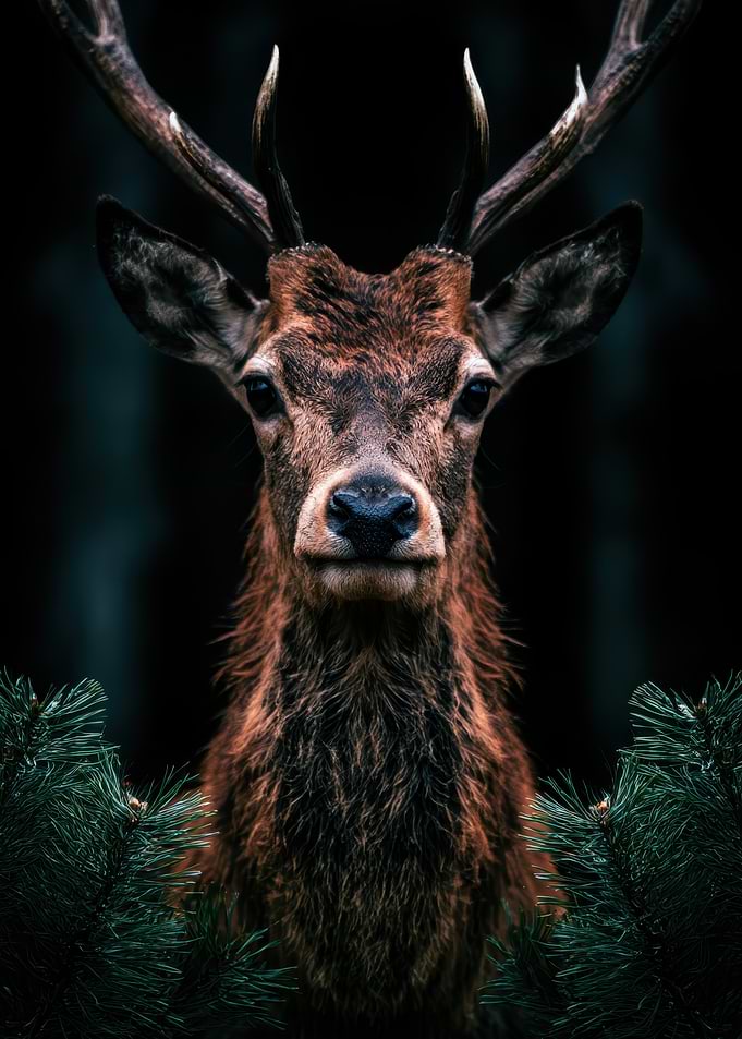 Majestic Red Deer Portrait