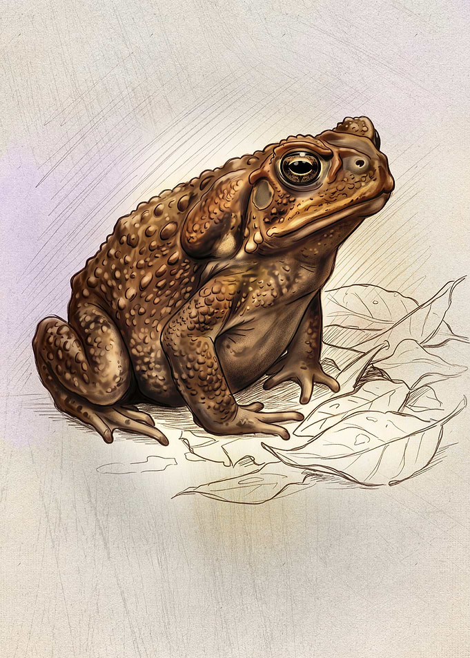 Detailed Illustration of a Toad
